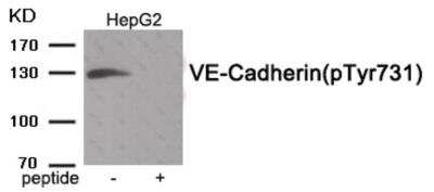 Western Blot: VE-Cadherin [p Tyr731] AntibodyBSA Free [NBP2-54766]